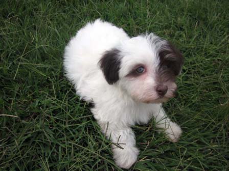 white-chocolate-havanese-puppy-breeder-in-utah-and-arizona
